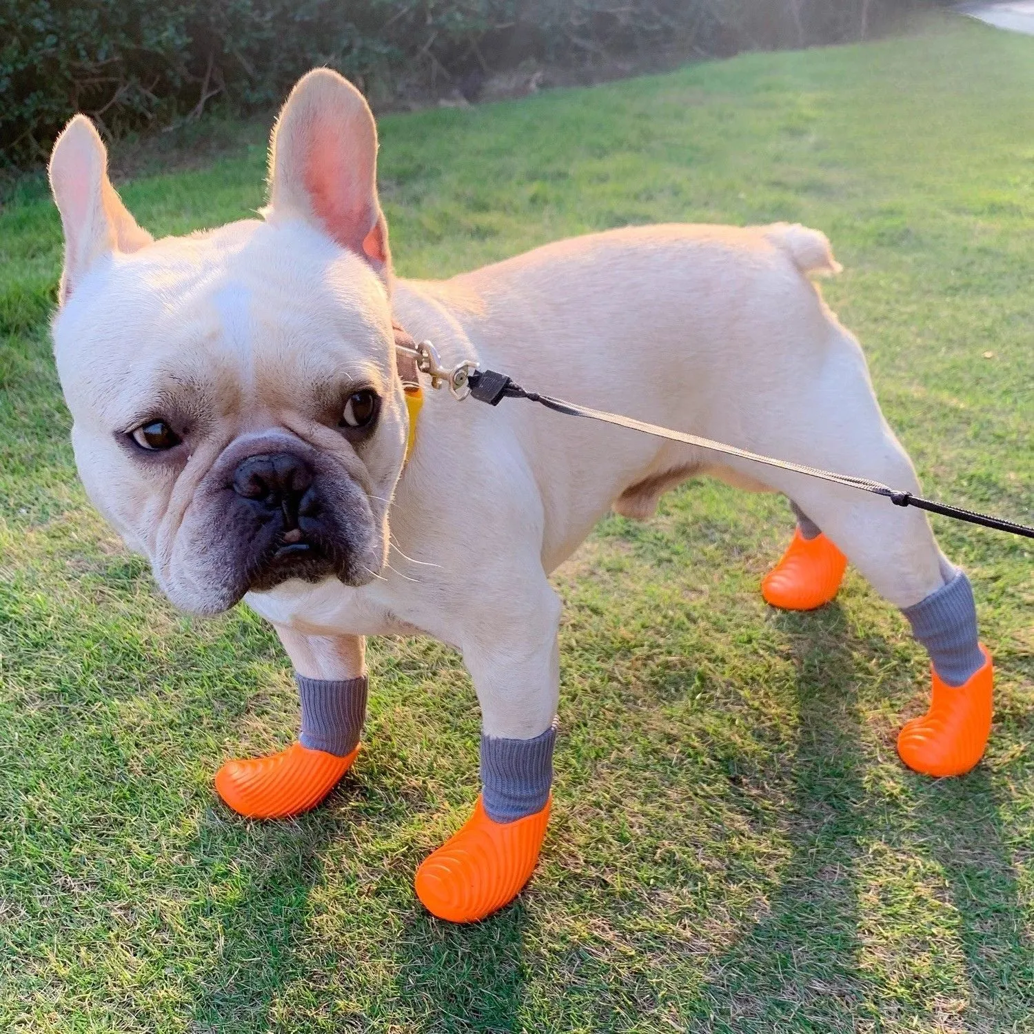 FlexiPaws Frenchie Waterproof Rain Boots – High-Elastic Non-Slip and Durable Design