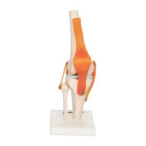 Human Knee Joint Anatomical Model