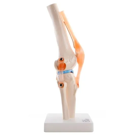 Human Knee Joint Anatomical Model
