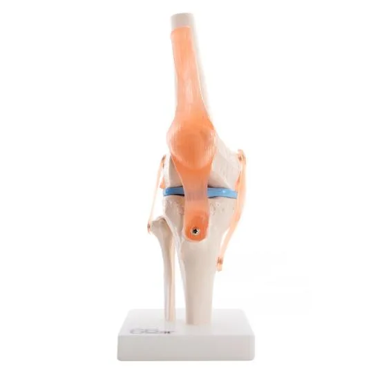 Human Knee Joint Anatomical Model