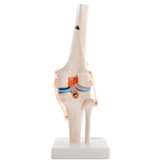 Human Knee Joint Anatomical Model