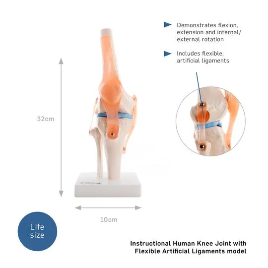Human Knee Joint Anatomical Model