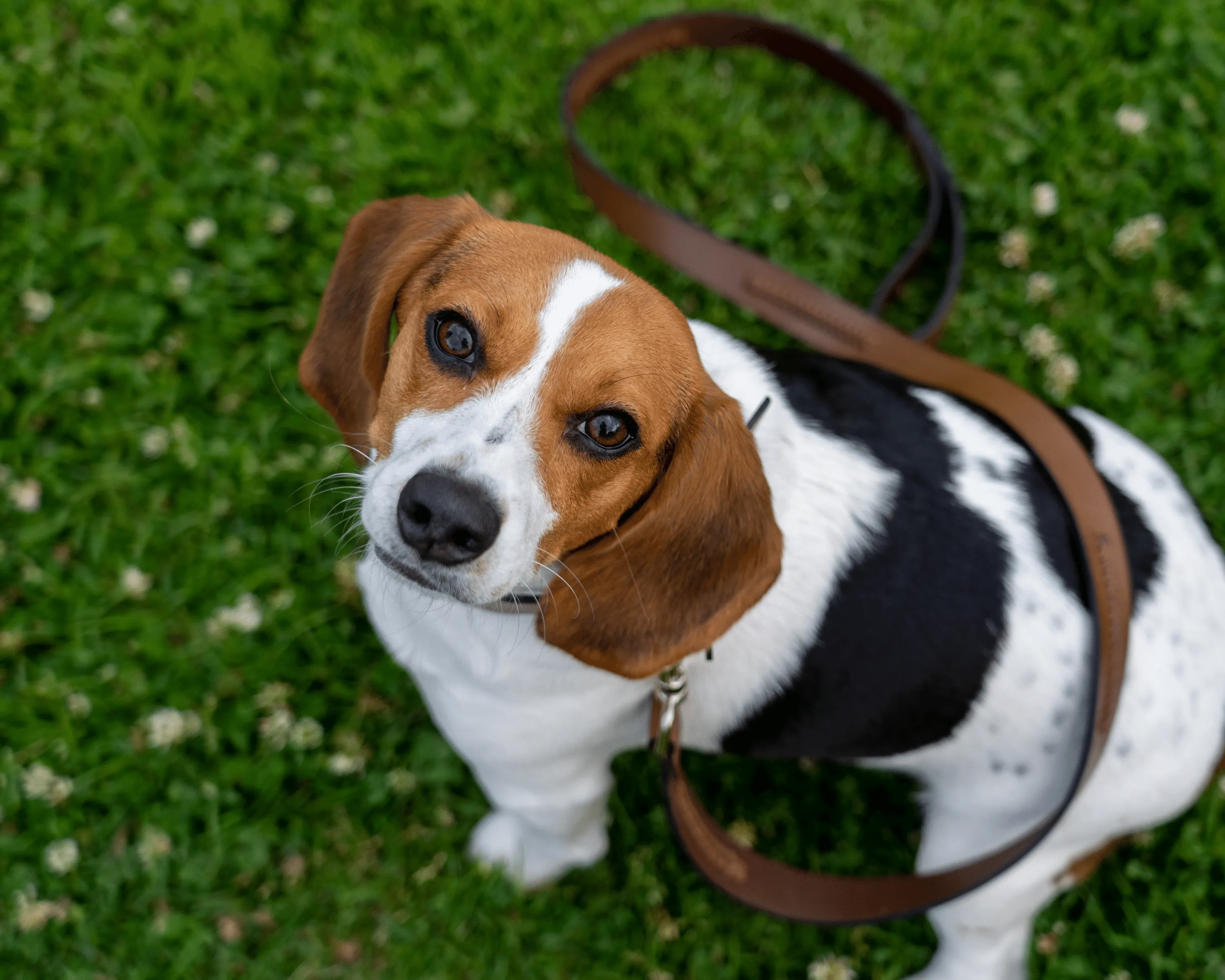 Java Dog Leash (made to order)