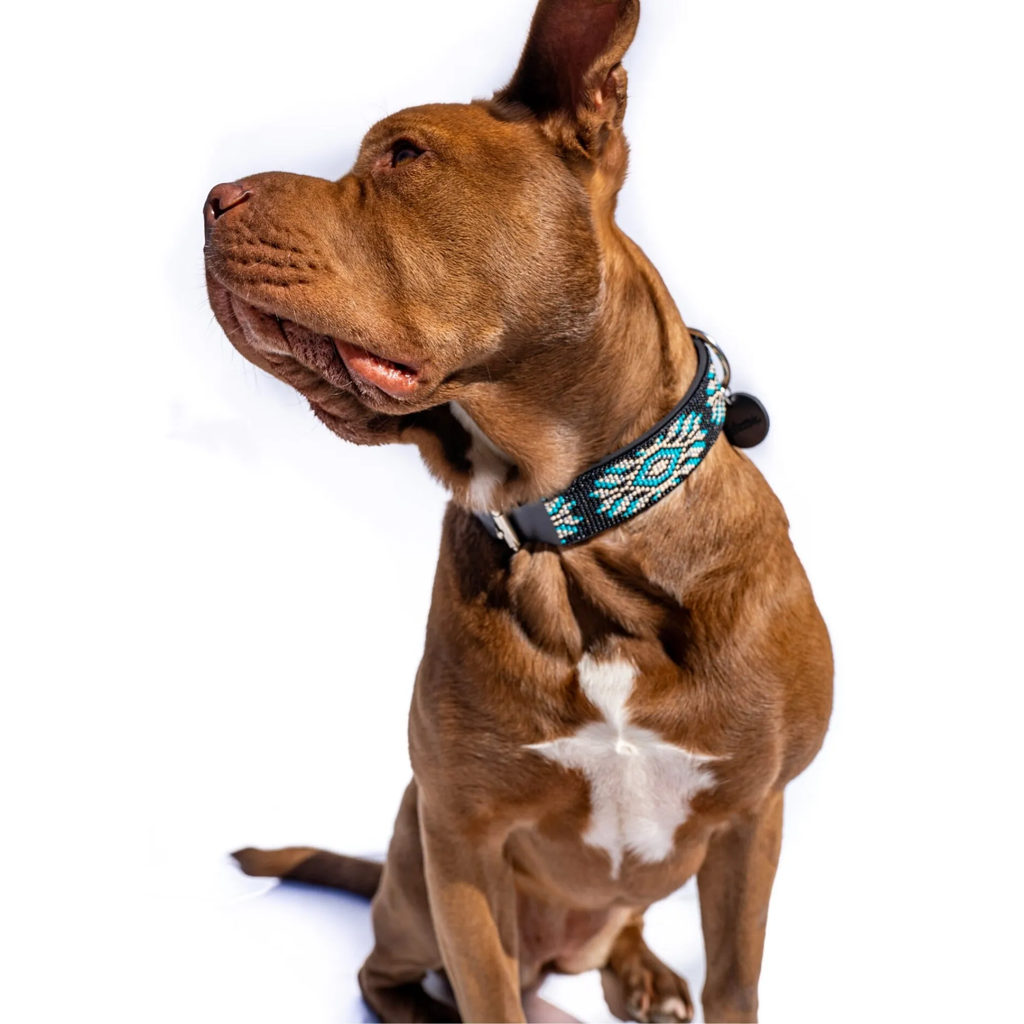 Matching leash/dog collar Bora Bora Sambboho Bundle
