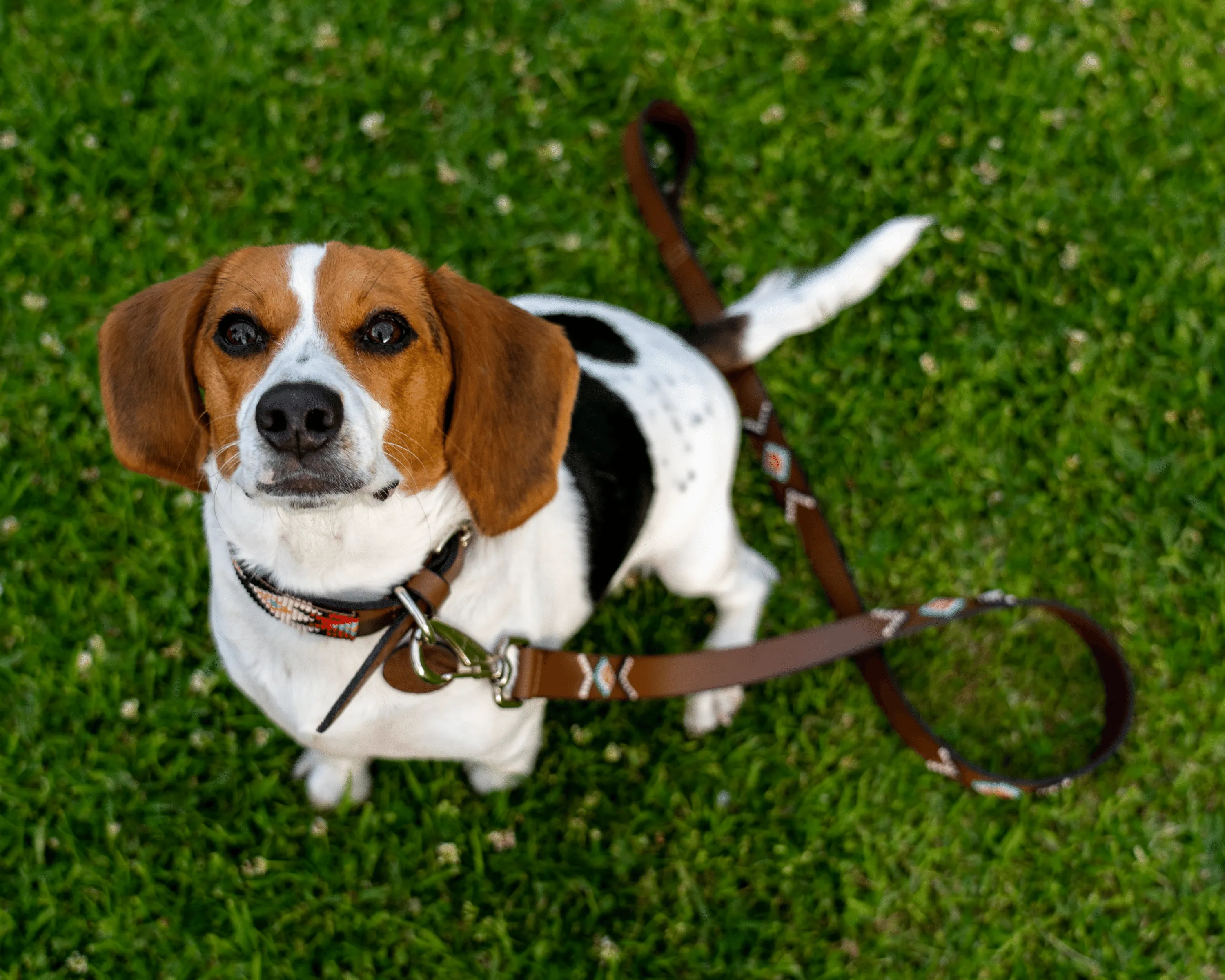 Phoenix Dog Leash (made to order)